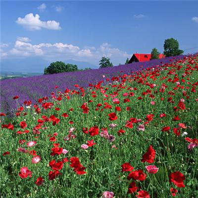 开元ky7818老版本手机app下载